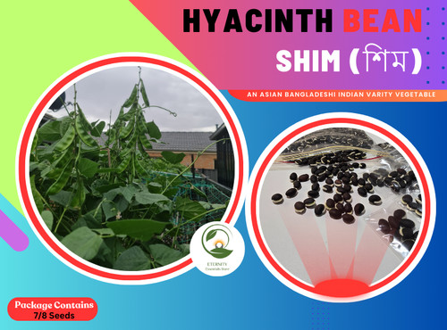 Organic hyacinth bean - bean, shim