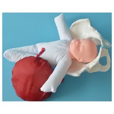 Female Pelvic Anatomy Model