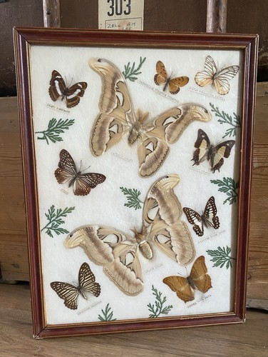 Vintage framed taxidermy - framed,