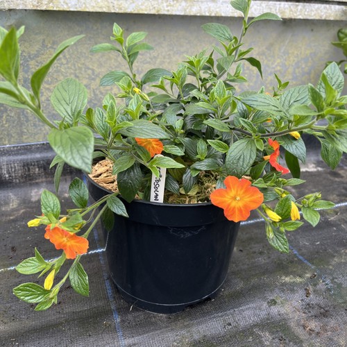 Streptosolen jamesonii - streptosolen,