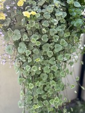 Trailing nepeta variegated - 4x,