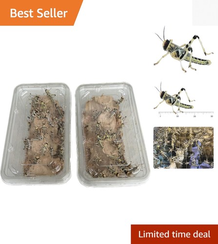 Live medium locusts count - medium, 50