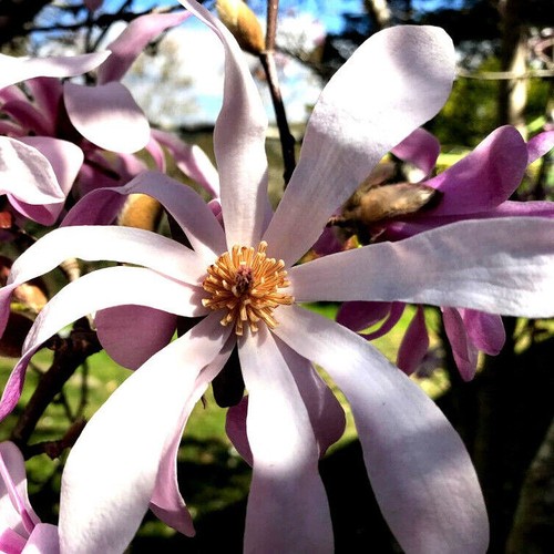 Magnolia loebneri leonard - loebneri, 'leonard