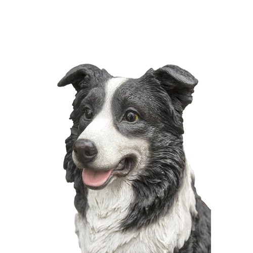 Border collie sitting - border,