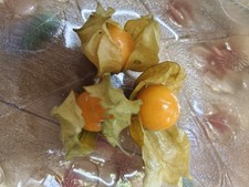 2x Cape Gooseberry  ( Golden
