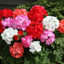PELARGONIUM ZONALE MIX F2