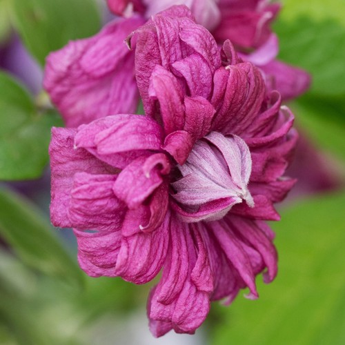 Clematis purpurea plena - clematis, 'purpurea