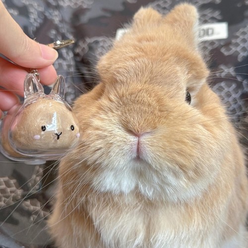 Artistic rabbit pet hair - artistic,