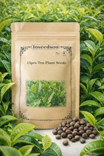 Tea plant seeds camellia - tea,