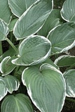 Hosta - Frosted Jade - Large