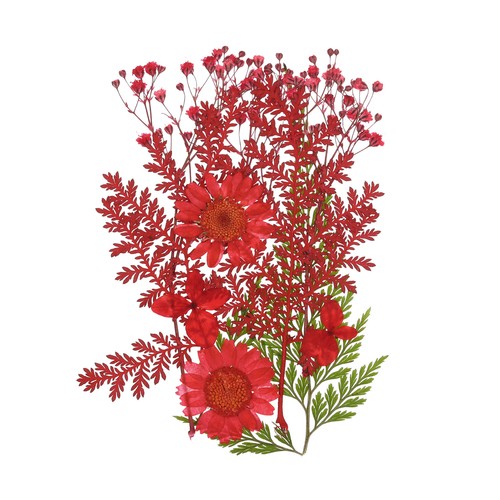 Dried pressed flowers - pressed, real