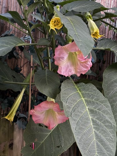 Brugmansia rooted cuttings - brugmansia,