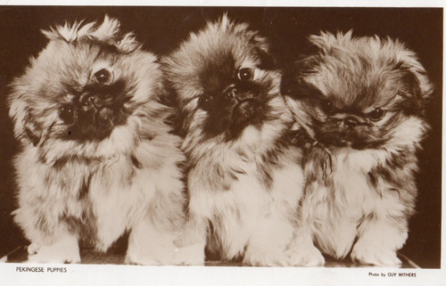 Pekingese puppies - pekingese, puppies.