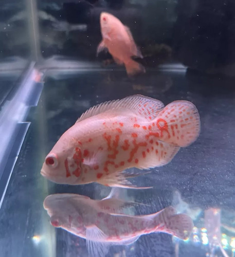 Oscar albino size 2 - oscar,