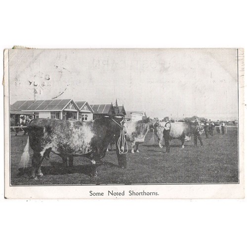 Hawick roxburghshire shorthorn - hawick,