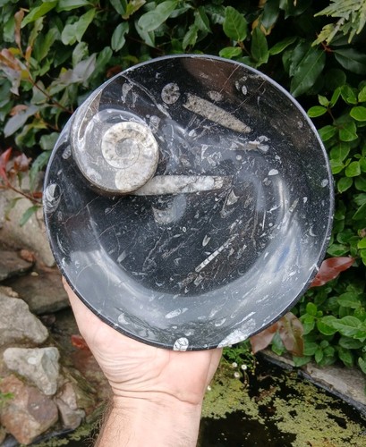 Polished marble goniatite - marble,