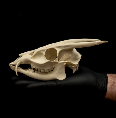 Muntjac deer skull replica - skull,