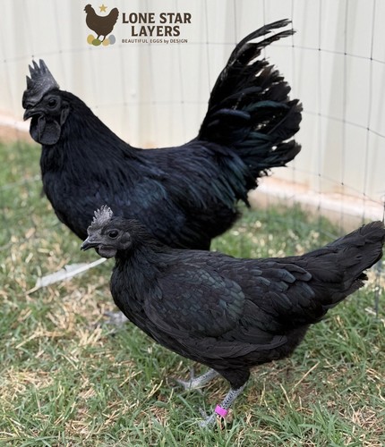 Ayam cemani fertile - ayam,