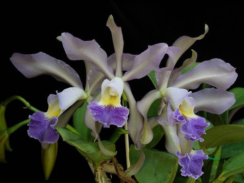 Cattleya whiteyi - cattleya,
