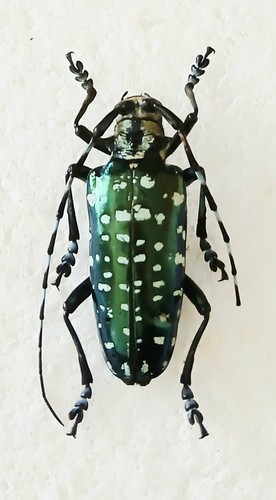 Anoplophora sollii longhorn - anoplophora,