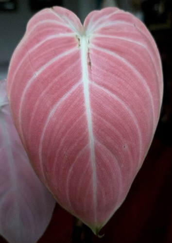 Rare last one - one!, philodendron
