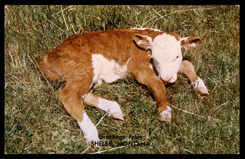 Postcard newborn hereford - newborn,