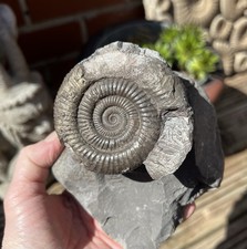 Dactylioceras Ammonite Large