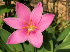 10 x Zephyranthes Robusta Rain