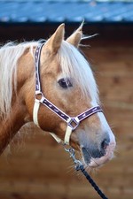 Padded Headcollar / Halter -