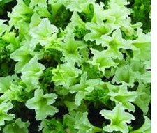 10  X   SURFINIA  TRAILING