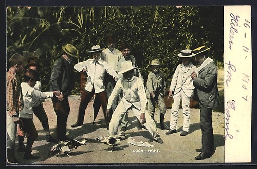 Postcard cock fight cockfight - postcard,