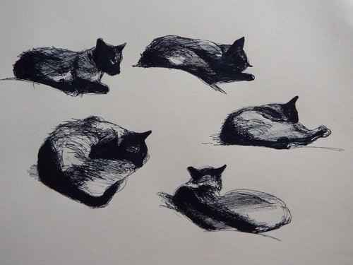 Ink drawing cat - , sleeping