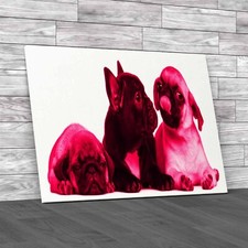 Adorable French Bulldog Pug Puppies 8 Weeks Old Pink Canvas Print Large Picture