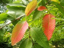 Nothofagus alpina southern - nothofagus, alpina,