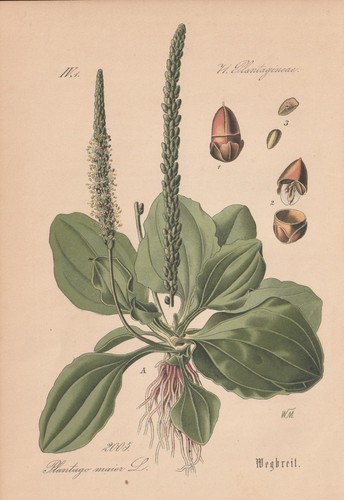 Plantago major