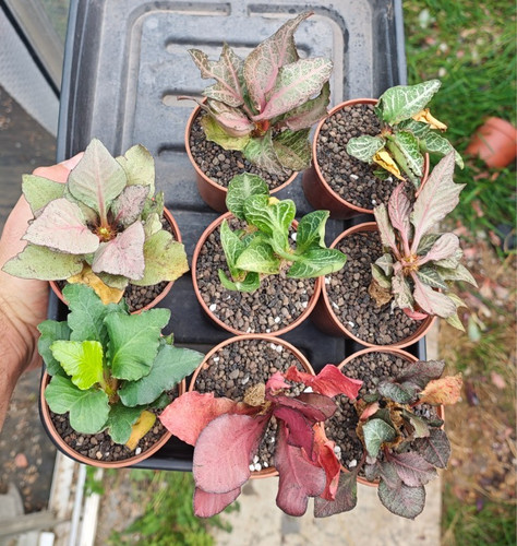 Euphorbia francoisii - euphorbia,