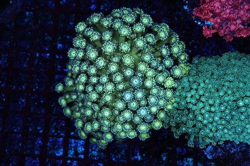 Green goniopora coral colony - goniopora,