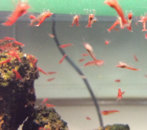 Aquatics opae ula - mt,