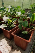 8x Small Arum Lily Plants (Zantedeschia Aethiopica) LETTERBOX FRIENDLY