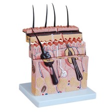Skin Skeleton Anatomical