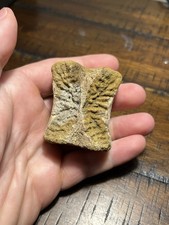 Thescelosaur Or Pachycephalosaurus Tail Vertebra Dinosaur Fossil Hell Creek SD