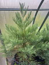 GIANT REDWOOD SEQUOIA GIGANTEUM