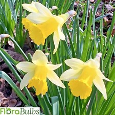 WILD DAFFODIL BULBS ( Lobularis Lent Lily ) Quality Narcissus spring flowering