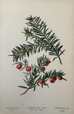 Antique Print Flower & Fruit