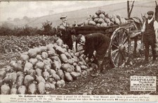 ADVERTISING POSTCARD FOR HADFIELDS TURNIP MANURE, DEER PARK, KENDAL, WESTMORLAND