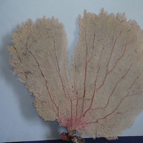 Large pink sea fan - x,