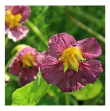 NASTURTIUM PURPLE EMPEROR 30