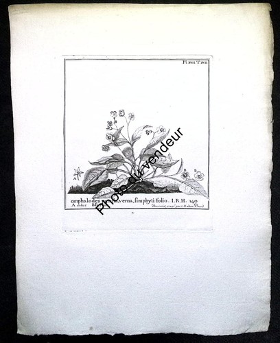 Botanical engraving 18th