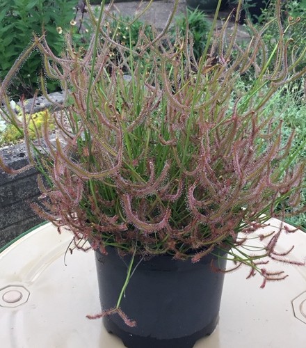 Drosera binata form - binata, “t-form”