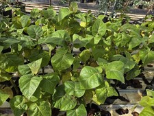 Tree Tomato x 2 , Tamarillo Plant In a 2 Litre Pot 60 - 70 cm